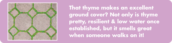 Thyme Ground Cover 600px