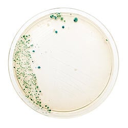 bacteria-culture