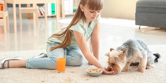 Girl-Feeding-Dog-wMess-on-Carpet_1468223057_700x350