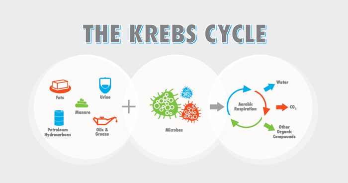 Krebs-Cycle-Illustration-Updated