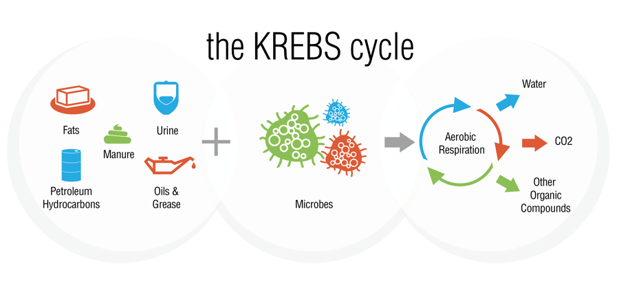 Krebs Cycle Illustration Web